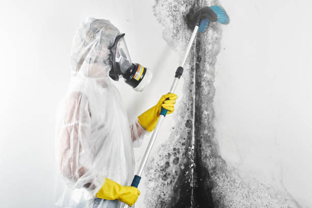Best Commercial Mold Inspection  in Cohasset, MN