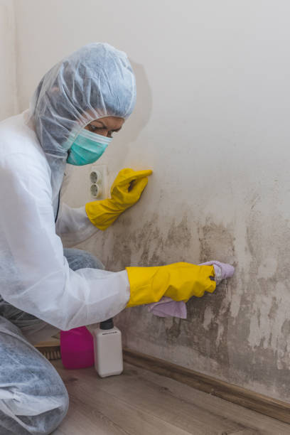 Best Mold Damage Restoration  in Cohasset, MN